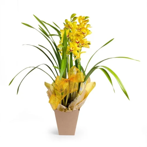 orquidea-cymbidium-clean-1