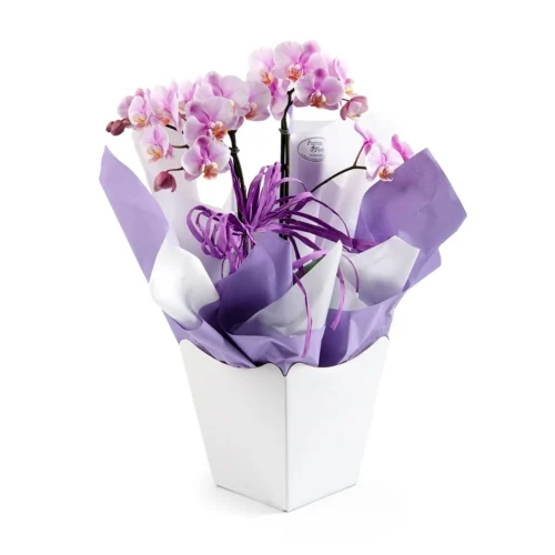 orquídea-phalaenopsis-clean-1