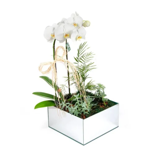 orquidea-phalaenopsis-no-espelho-luxo-jardim-1
