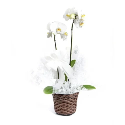 orquidea-phalaenopsis-white-luxo-1